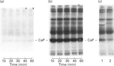 https://cdn.ncbi.nlm.nih.gov/pmc/blobs/32fc/1137769/d015b88fa0aa/biochemj00097-0300-b.jpg