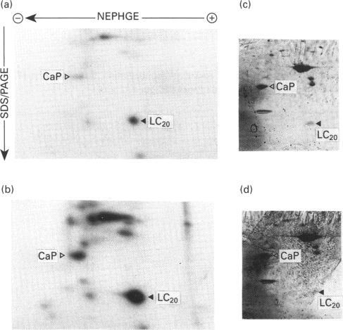 https://cdn.ncbi.nlm.nih.gov/pmc/blobs/32fc/1137769/d31bea20e021/biochemj00097-0301-b.jpg