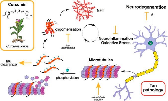 https://cdn.ncbi.nlm.nih.gov/pmc/blobs/32ff/9160965/558f42a3515e/fphar-13-903119-g001.jpg