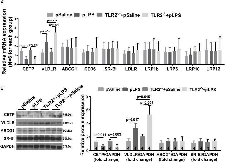 https://cdn.ncbi.nlm.nih.gov/pmc/blobs/3303/6713936/5f83034af578/fphys-10-01102-g007.jpg
