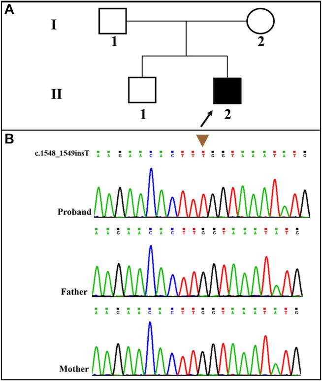 https://cdn.ncbi.nlm.nih.gov/pmc/blobs/3308/8721738/641bdf438216/fgene-12-783841-g002.jpg