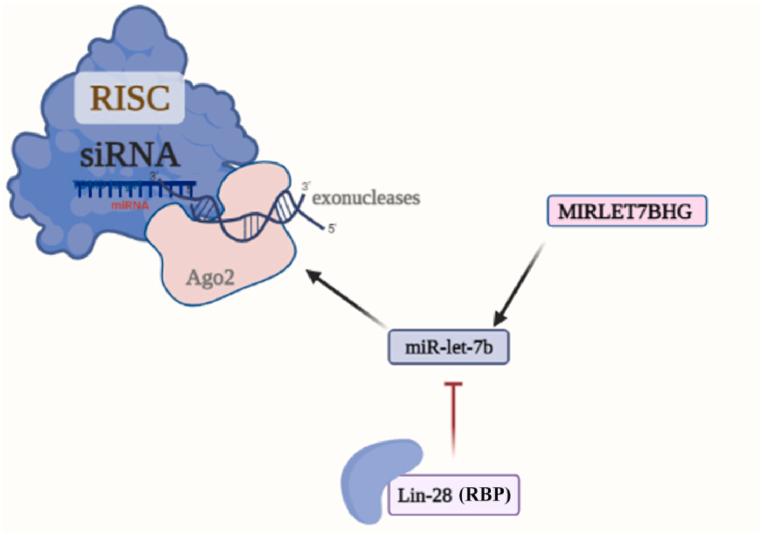 https://cdn.ncbi.nlm.nih.gov/pmc/blobs/330b/11617737/b24d80216d87/gr5.jpg