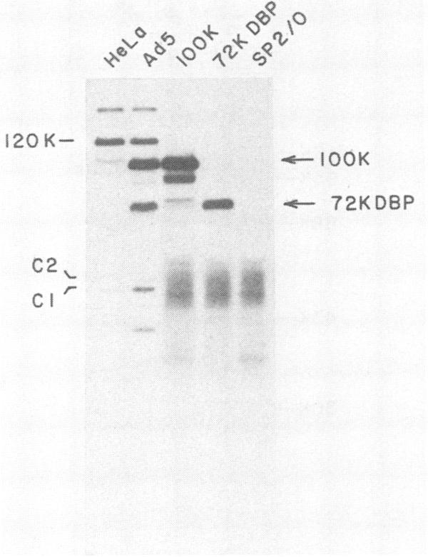 https://cdn.ncbi.nlm.nih.gov/pmc/blobs/330b/255908/172885d01be9/jvirol00101-0340-b.jpg