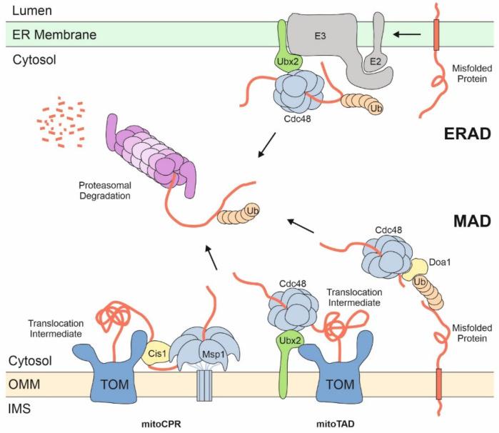 https://cdn.ncbi.nlm.nih.gov/pmc/blobs/3310/8432098/e7e01508c9f4/ijms-22-09655-g003.jpg