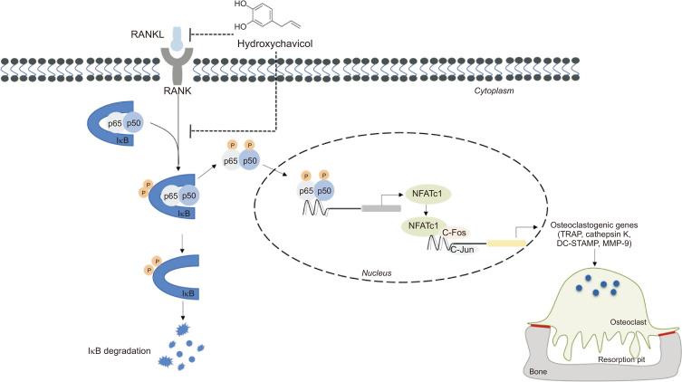 https://cdn.ncbi.nlm.nih.gov/pmc/blobs/3311/10902706/3d5943ac81e4/bt-32-2-205-f7.jpg