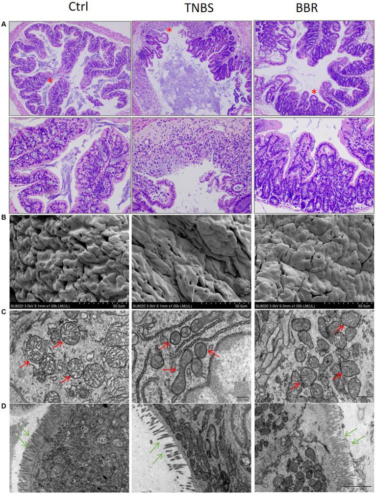 https://cdn.ncbi.nlm.nih.gov/pmc/blobs/3314/11392431/3090cf92d744/fmicb-15-1463005-g002.jpg
