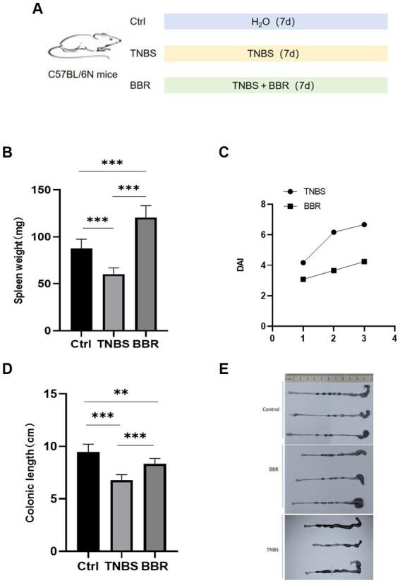 https://cdn.ncbi.nlm.nih.gov/pmc/blobs/3314/11392431/a71c9bc206f7/fmicb-15-1463005-g001.jpg
