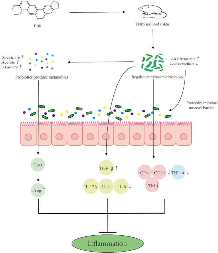 https://cdn.ncbi.nlm.nih.gov/pmc/blobs/3314/11392431/d8c66cf37500/fmicb-15-1463005-g010.jpg