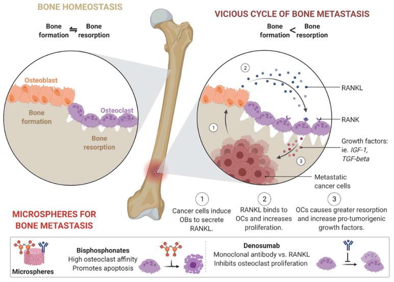 https://cdn.ncbi.nlm.nih.gov/pmc/blobs/3314/9784306/4b6b23536011/pharmaceutics-14-02712-g004.jpg