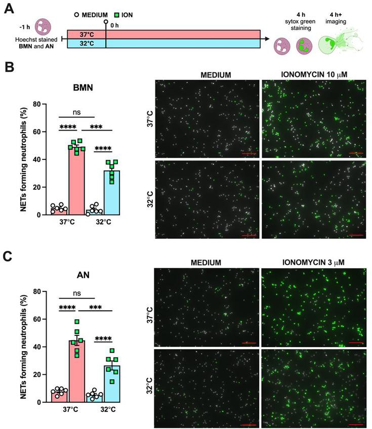 https://cdn.ncbi.nlm.nih.gov/pmc/blobs/3315/12187133/103f00ebf9c9/elife-101990-fig7-figsupp2.jpg