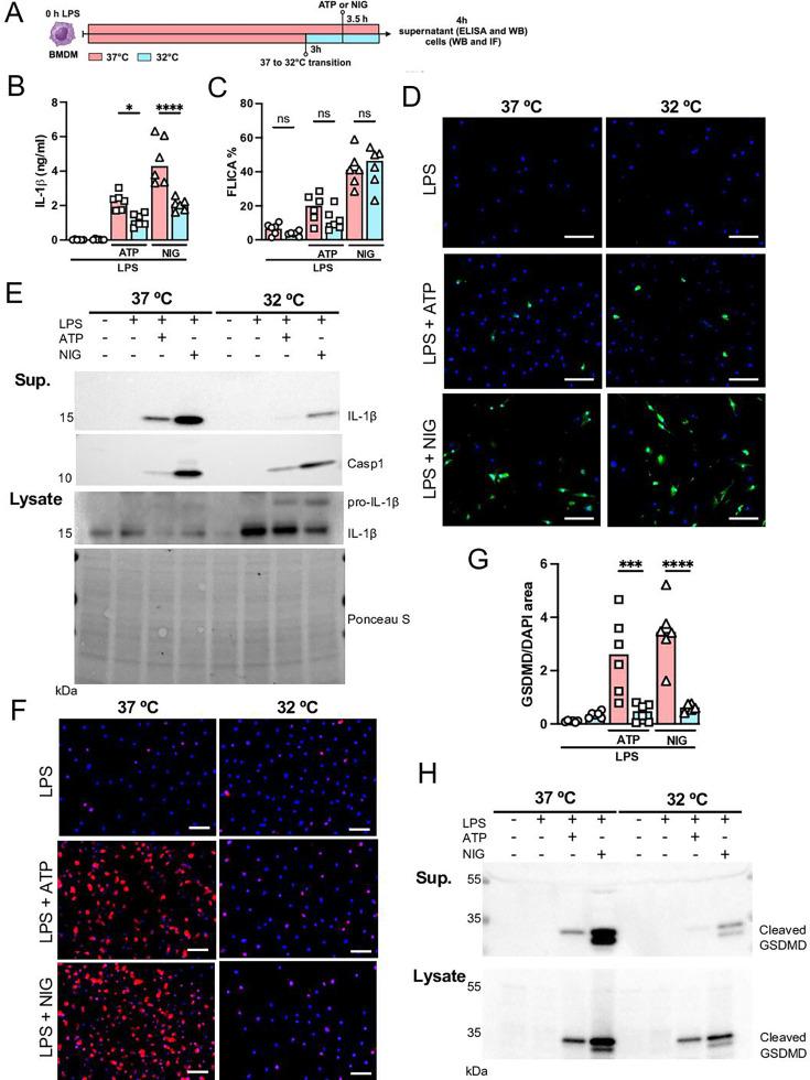 https://cdn.ncbi.nlm.nih.gov/pmc/blobs/3315/12187133/152bb2407fe2/elife-101990-fig7.jpg