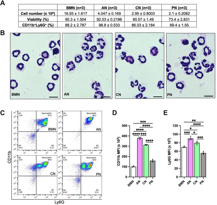 https://cdn.ncbi.nlm.nih.gov/pmc/blobs/3315/12187133/1d233a774727/elife-101990-fig4-figsupp1.jpg
