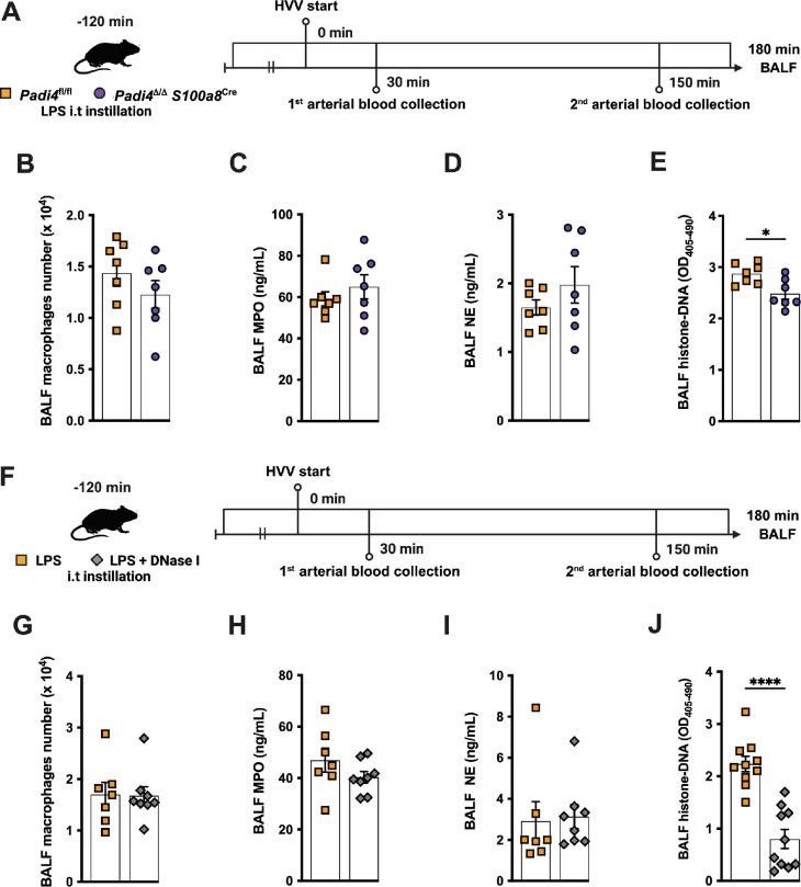 https://cdn.ncbi.nlm.nih.gov/pmc/blobs/3315/12187133/6221aa307902/elife-101990-fig3-figsupp1.jpg