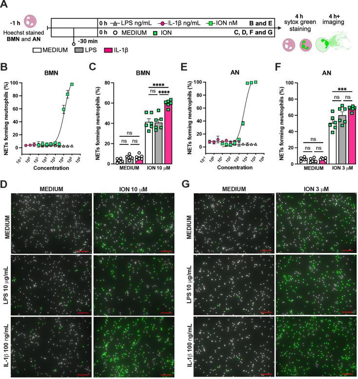 https://cdn.ncbi.nlm.nih.gov/pmc/blobs/3315/12187133/a24311f057ca/elife-101990-fig5.jpg