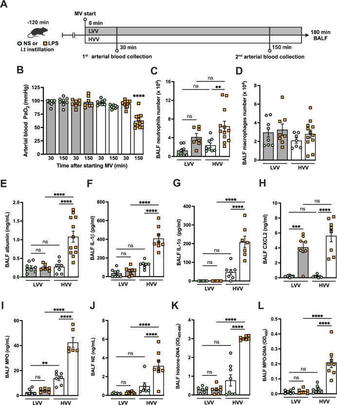 https://cdn.ncbi.nlm.nih.gov/pmc/blobs/3315/12187133/ed5563d083b1/elife-101990-fig1.jpg
