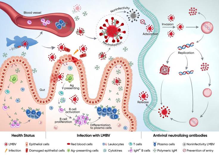 https://cdn.ncbi.nlm.nih.gov/pmc/blobs/3315/12410970/3866106575eb/elife-104465-fig8.jpg