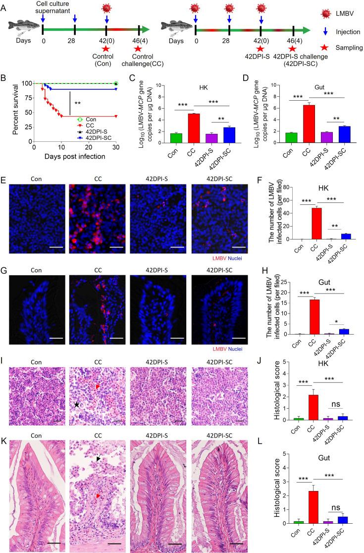 https://cdn.ncbi.nlm.nih.gov/pmc/blobs/3315/12410970/55bbcf89d48e/elife-104465-fig4.jpg