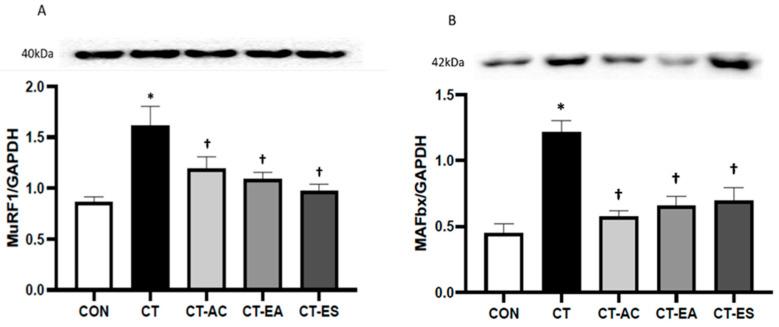 https://cdn.ncbi.nlm.nih.gov/pmc/blobs/331a/12225314/7a671e45fd73/muscles-03-00020-g002.jpg