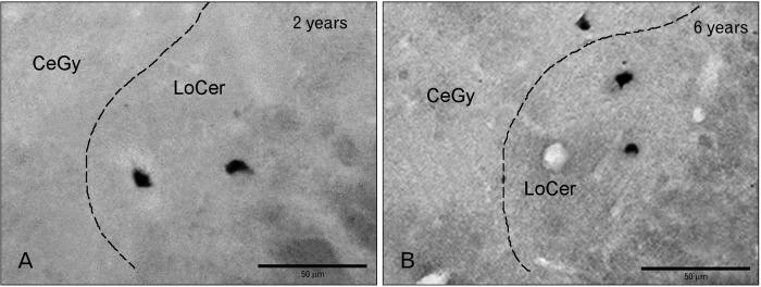 https://cdn.ncbi.nlm.nih.gov/pmc/blobs/331b/8493014/751186fc5af8/acb-54-3-340-f4.jpg