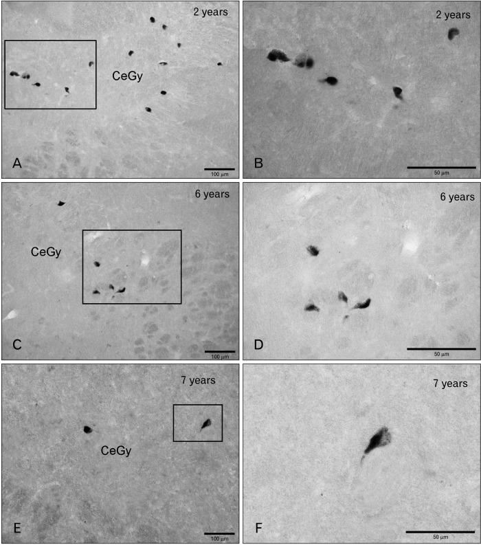 https://cdn.ncbi.nlm.nih.gov/pmc/blobs/331b/8493014/98197008bd78/acb-54-3-340-f3.jpg