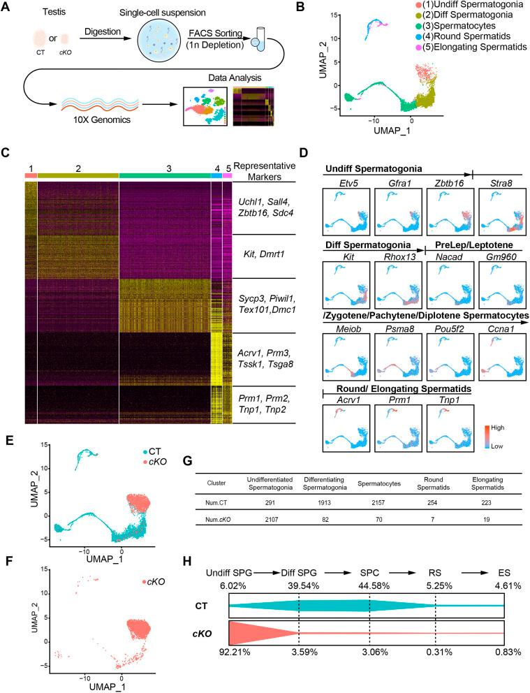 https://cdn.ncbi.nlm.nih.gov/pmc/blobs/331c/10112922/355fd8a0d4b8/develop-150-200706-g5.jpg