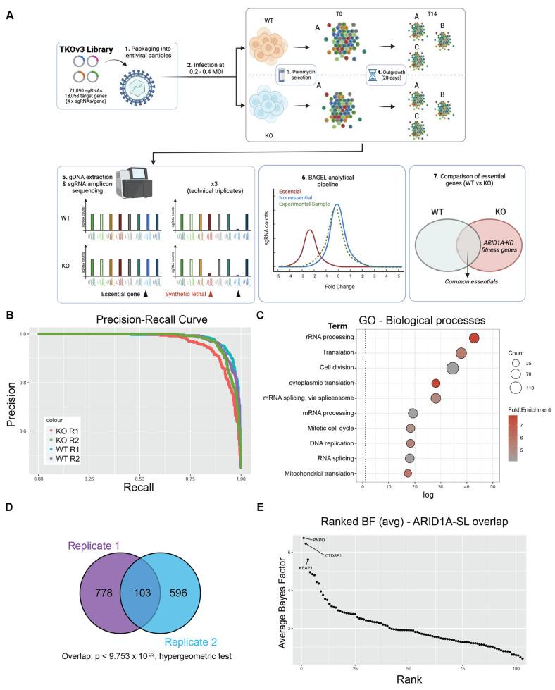 https://cdn.ncbi.nlm.nih.gov/pmc/blobs/331d/11394604/2c71b0a031a0/cancers-16-02949-g001.jpg