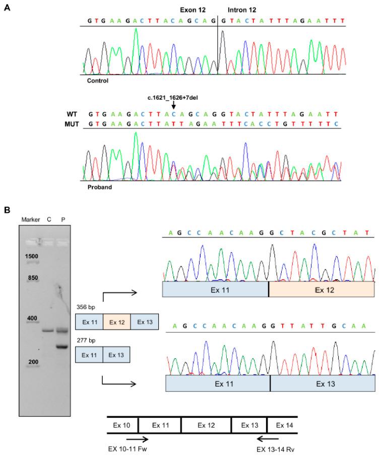 https://cdn.ncbi.nlm.nih.gov/pmc/blobs/331e/7997234/9377992cfa11/genes-12-00353-g002.jpg