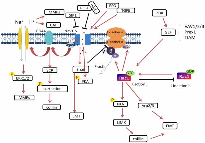 https://cdn.ncbi.nlm.nih.gov/pmc/blobs/3322/12089171/b419eddf9136/12013_2024_1625_Fig1_HTML.jpg