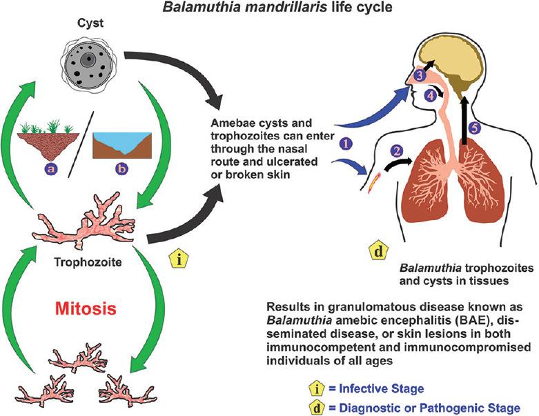 https://cdn.ncbi.nlm.nih.gov/pmc/blobs/3328/8579774/3cb6d350e8ea/TP-11-78-g002.jpg