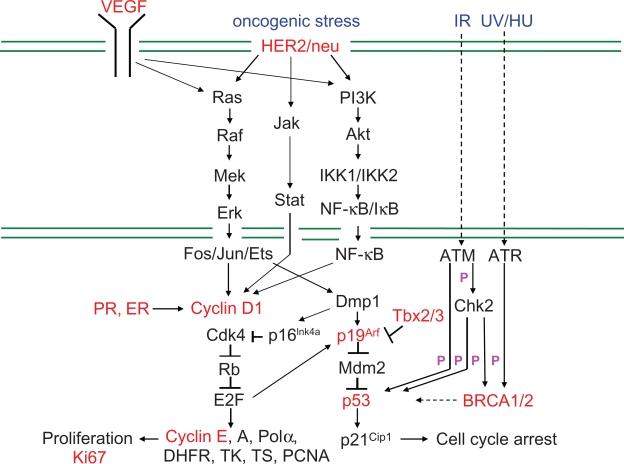 https://cdn.ncbi.nlm.nih.gov/pmc/blobs/332a/2883240/9feeb0f067dd/cmo-2010-015f1.jpg