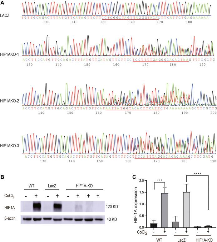 https://cdn.ncbi.nlm.nih.gov/pmc/blobs/332f/9237512/715657b7a097/fgene-13-857507-g002.jpg