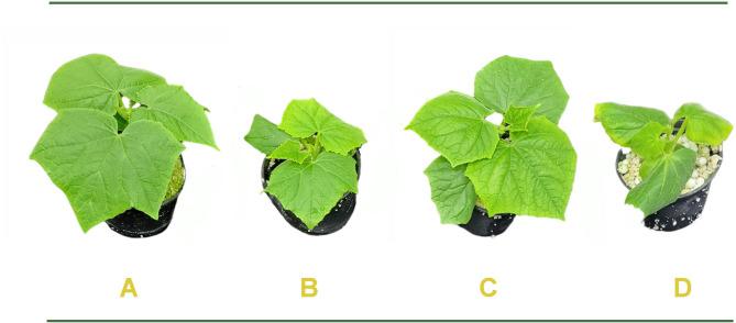 https://cdn.ncbi.nlm.nih.gov/pmc/blobs/3335/12045955/1c8d5f4cf740/41598_2025_321_Fig4_HTML.jpg