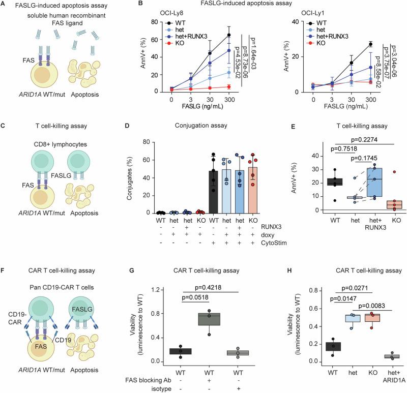 https://cdn.ncbi.nlm.nih.gov/pmc/blobs/3335/12089402/cefd65659579/41418_2025_1445_Fig5_HTML.jpg