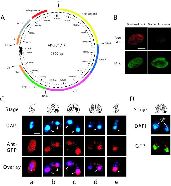 https://cdn.ncbi.nlm.nih.gov/pmc/blobs/3336/2829475/1e29c0ff56d6/1471-2121-11-13-3.jpg