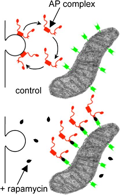 https://cdn.ncbi.nlm.nih.gov/pmc/blobs/3338/2845799/14111f1e1012/fx1.jpg