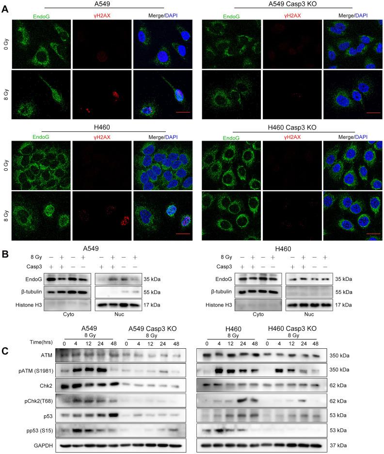 https://cdn.ncbi.nlm.nih.gov/pmc/blobs/3339/7695367/66783d209ed3/aging-12-103984-g004.jpg