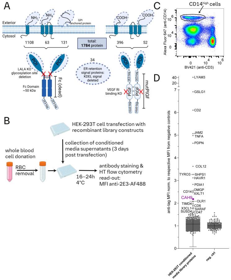 https://cdn.ncbi.nlm.nih.gov/pmc/blobs/333c/11674933/4f752df8629d/cells-13-02083-g001.jpg