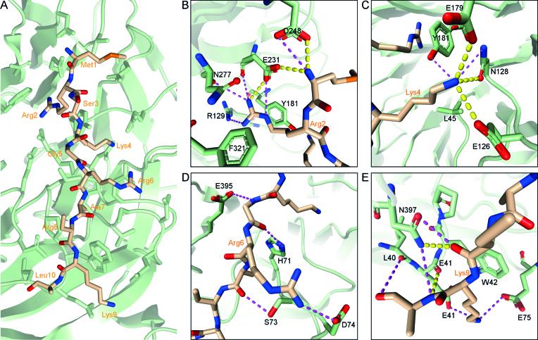 https://cdn.ncbi.nlm.nih.gov/pmc/blobs/3340/6379669/75c4f848577c/gky1192fig6.jpg