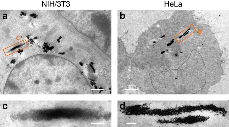 https://cdn.ncbi.nlm.nih.gov/pmc/blobs/3344/4728338/5a2292c647ee/ncomms10134-f2.jpg
