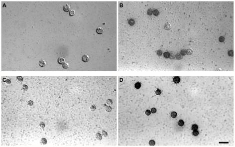 https://cdn.ncbi.nlm.nih.gov/pmc/blobs/3345/2777314/fb590353c630/pgen.1000756.g003.jpg