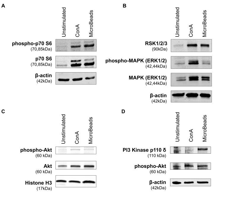 https://cdn.ncbi.nlm.nih.gov/pmc/blobs/3345/7933476/ff5d01040c30/fimmu-12-604066-g007.jpg