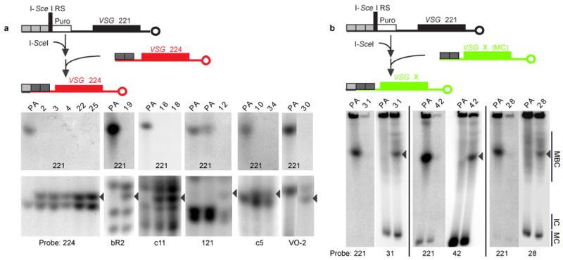 https://cdn.ncbi.nlm.nih.gov/pmc/blobs/3349/2688456/6d52e49d97ba/nihms102651f2.jpg