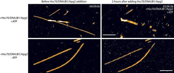 https://cdn.ncbi.nlm.nih.gov/pmc/blobs/3349/9379549/ac821a3a6cd6/EMBJ-41-e110410-g001.jpg