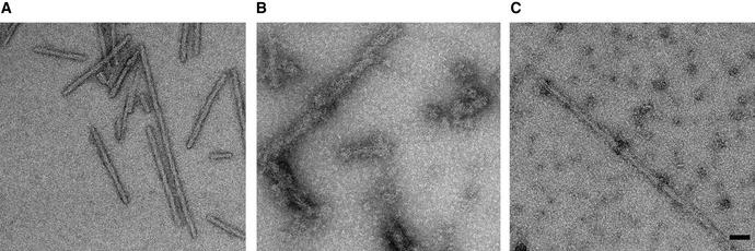 https://cdn.ncbi.nlm.nih.gov/pmc/blobs/3349/9379549/d1bd4601f2b9/EMBJ-41-e110410-g013.jpg