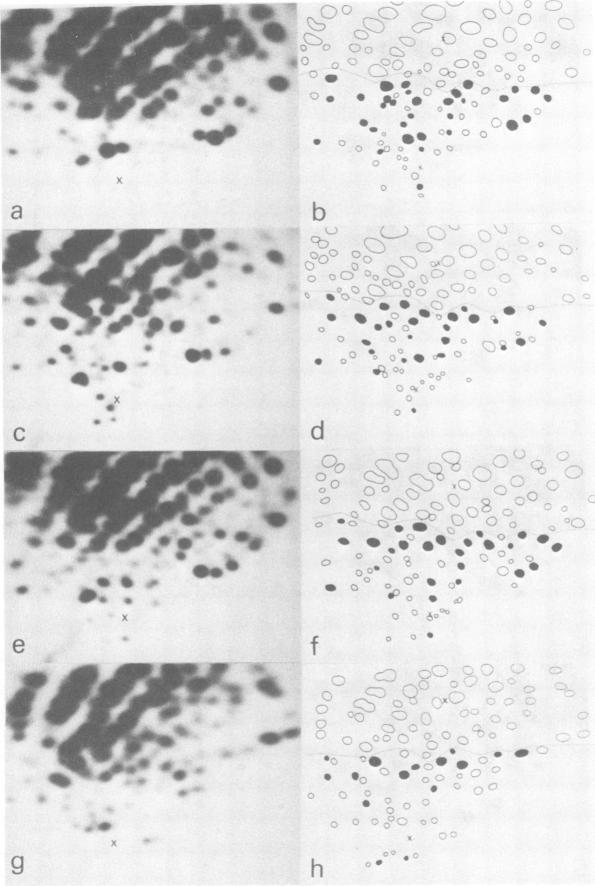 https://cdn.ncbi.nlm.nih.gov/pmc/blobs/334b/347488/965eccbae210/iai00148-0060-a.jpg