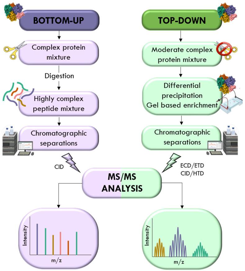 https://cdn.ncbi.nlm.nih.gov/pmc/blobs/334e/12346982/6541c4375095/ijms-26-07255-g005.jpg