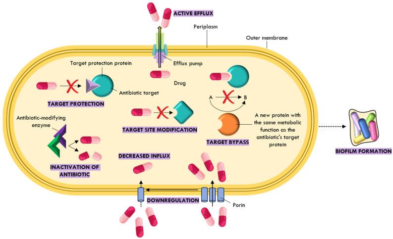 https://cdn.ncbi.nlm.nih.gov/pmc/blobs/334e/12346982/c2c9ffbaff53/ijms-26-07255-g004.jpg
