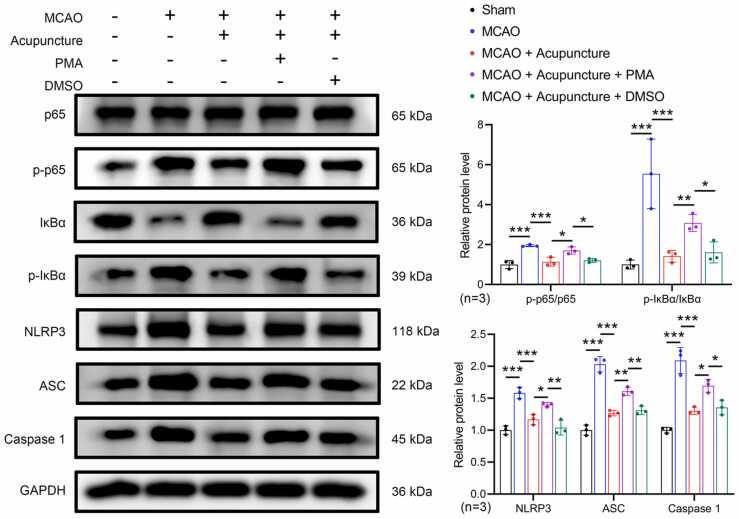 https://cdn.ncbi.nlm.nih.gov/pmc/blobs/3351/11919299/5469a175b0e4/gr3.jpg