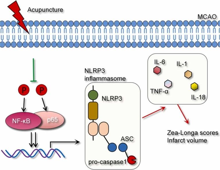 https://cdn.ncbi.nlm.nih.gov/pmc/blobs/3351/11919299/a633204c8cb3/ga1.jpg