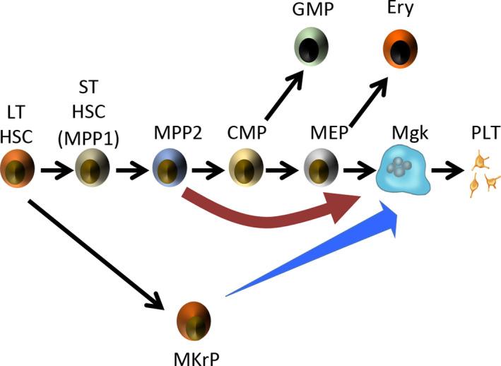 https://cdn.ncbi.nlm.nih.gov/pmc/blobs/3354/8048793/36f072d55533/DGD-63-178-g002.jpg